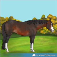 Horse Color:Brown 