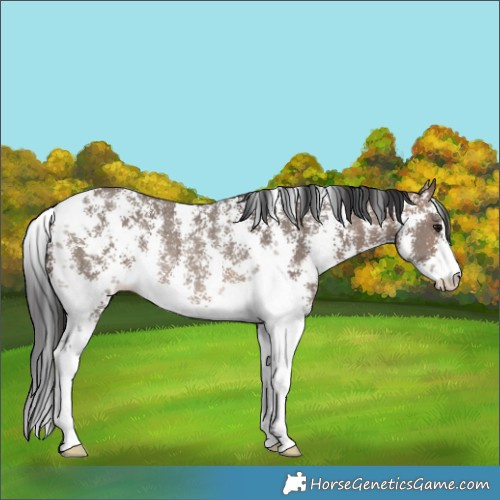 Horse Color:Brown Dun Sabino Rabicano 