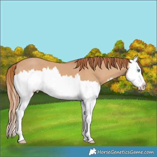 Horse Color:Red Dun Splash 