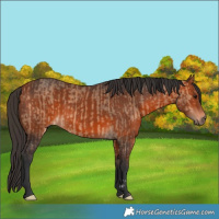 Horse Color:Bay Dun and Bay