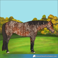 Horse Color:Bay Dun and Bay