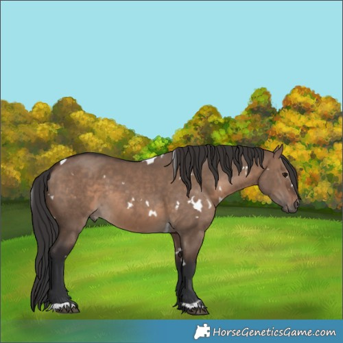 Horse Color:White Spotted Brown Dun 