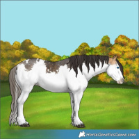 Horse Color:White Spotted Buckskin Splash 