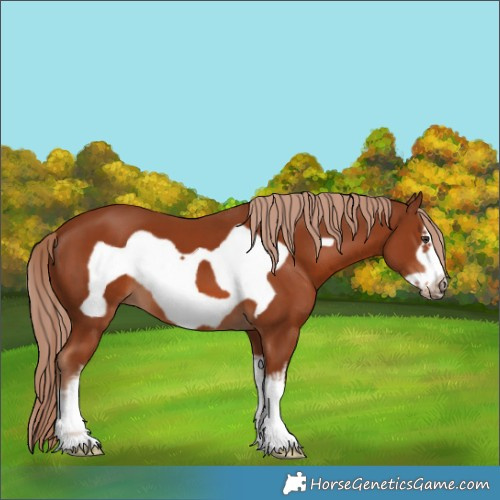 Horse Color:White Spotted Chestnut Frame
