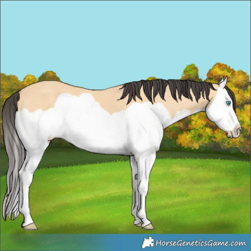 Horse Color:Buckskin Splash 