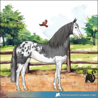 Horse Color:Black Splash Appaloosa