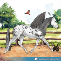 Horse Color:Black Splash Appaloosa