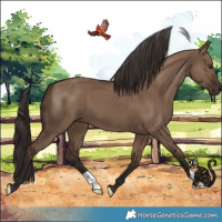 Horse Color:Liver Red Dun