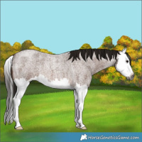 Horse Color:Gray Bay Roan Splash 