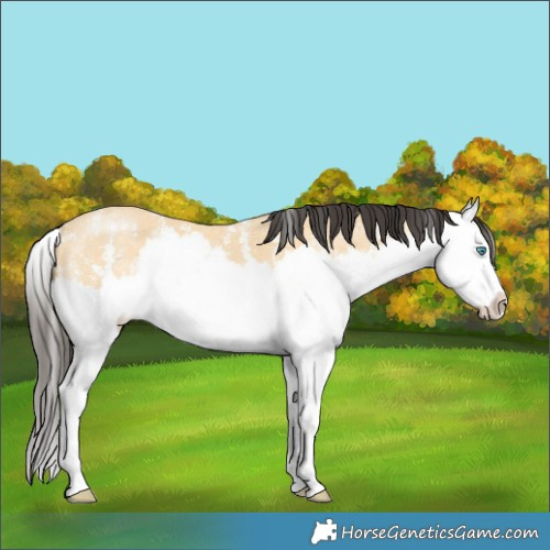 Horse Color:Buckskin Sabino Splash 