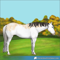 Horse Color:Buckskin Sabino Splash 