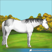 Horse Color:Gray Black Splash