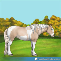 Horse Color:Chocolate Palomino Pearl Tobiano Frame 