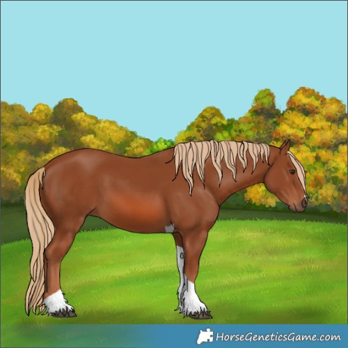 Horse Color:Chestnut Tobiano 