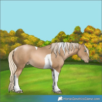 Horse Color:Chocolate Palomino Pearl Tobiano 
