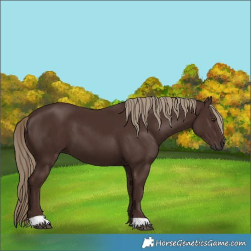 Horse Color:Liver Chestnut 