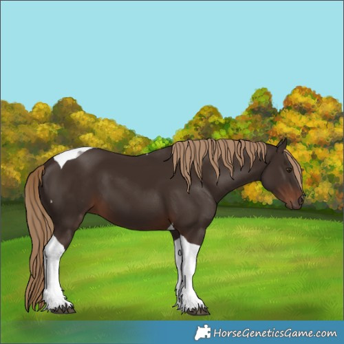 Horse Color:Liver Chestnut Tobiano 