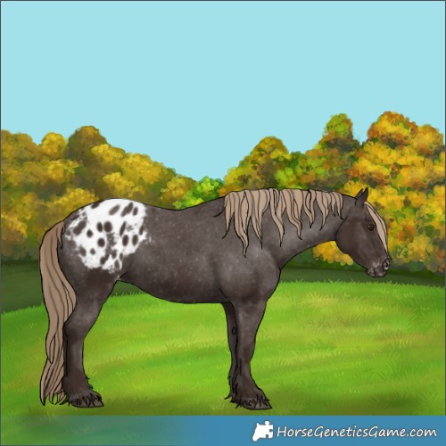 Horse Color:Liver Chestnut Appaloosa 