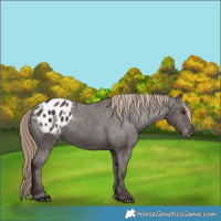 Horse Color:Liver Chestnut Blanket