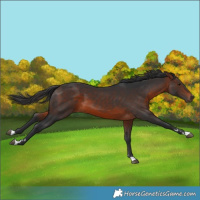 Horse Color:Brown 