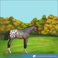 Horse Color:Brown Roan Blanket