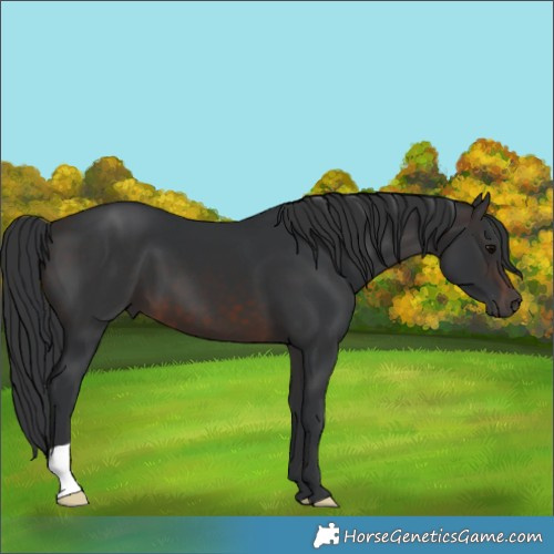 Horse Color:Brown 