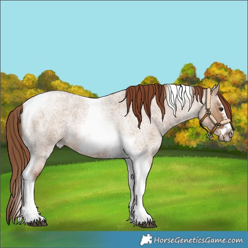 Horse Color:Red Dun Roan Splash Tobiano Frame