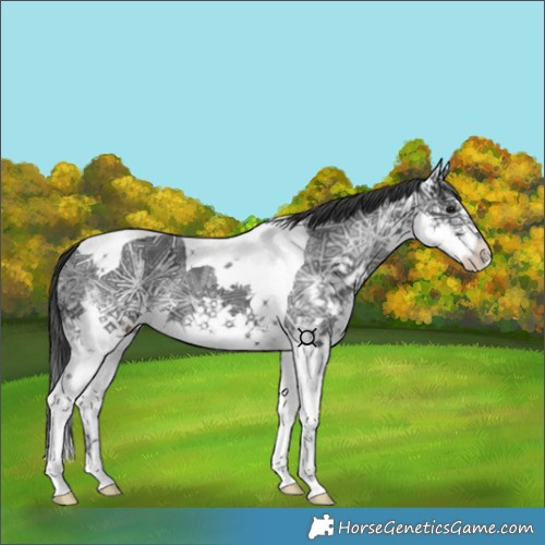 Horse Color:Platinum Black Ice Splash Tobiano 