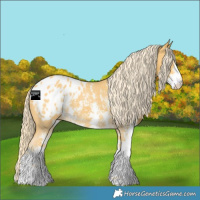 Horse Color:Palomino Sabino Appaloosa