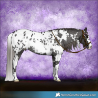 Horse Color:White Spotted Smoky Black Blanket Rabicano 