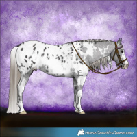 Horse Color:White Spotted Smoky Black Blanket Rabicano