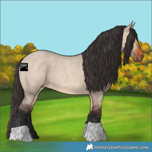 Horse Color:Bay Roan Dun