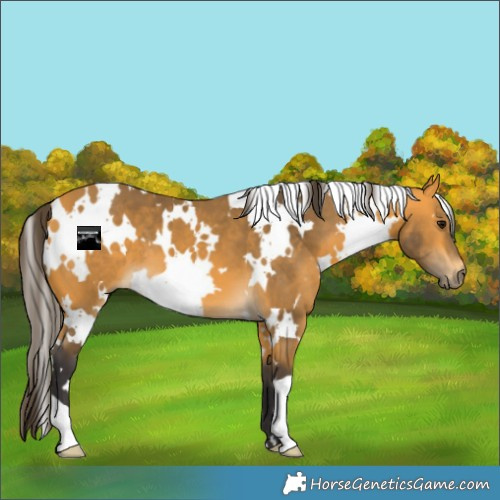 Horse Color:White Spotted Buckskin 