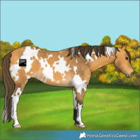 Horse Color:White Spotted Buckskin 