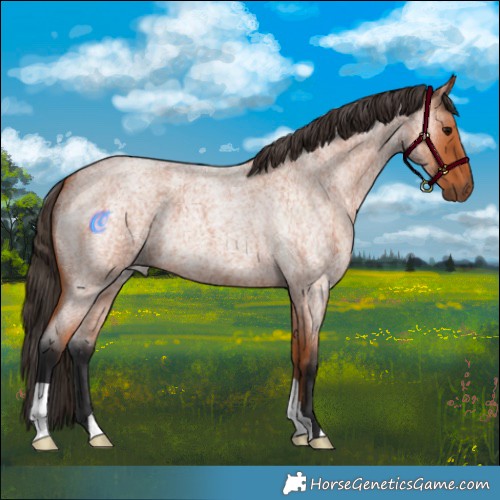Horse Color:Bay Roan 
