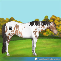Horse Color:Gray Amber Champagne Tobiano Appaloosa Rabicano