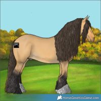 Horse Color:Buckskin Dun 