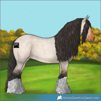 Horse Color:Bay Roan Dun 