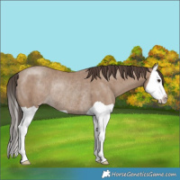 Horse Color:Classic Champagne Splash Rabicano
