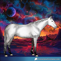 Horse Color:Gray Bay 