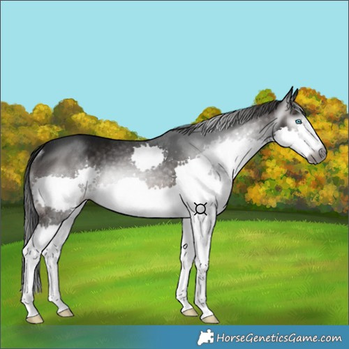 Horse Color:Gray Bay Splash Rabicano 