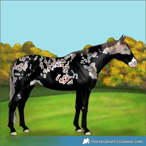 Horse Color:White Spotted Bay Splash Appaloosa 