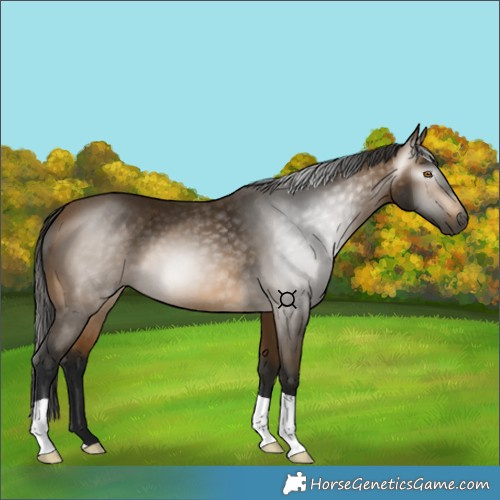 Horse Color:Gray Buckskin 