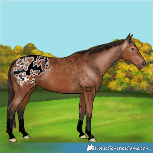 Horse Color:Gray Bay Appaloosa 