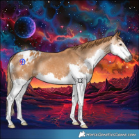 Horse Color:Gray Chestnut Splash Appaloosa 