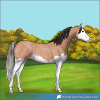 Horse Color:Bay Roan Splash 