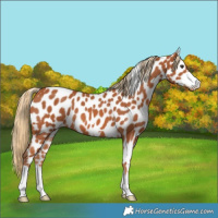 Horse Color:Chestnut Appaloosa 
