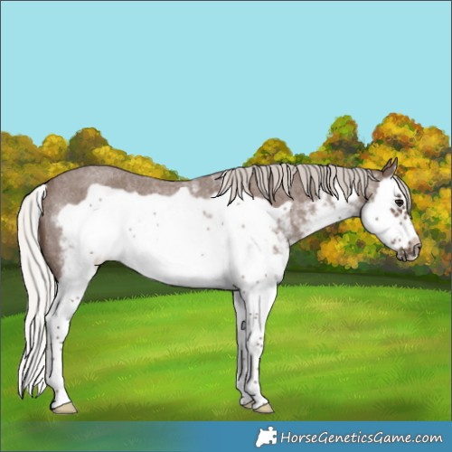 Horse Color:White Spotted Silver Blue Roan Splash Frame Rabicano
