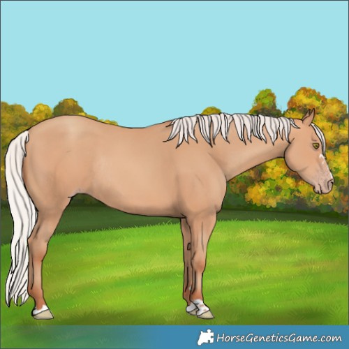 Horse Color:Silver Amber Champagne Rabicano 
