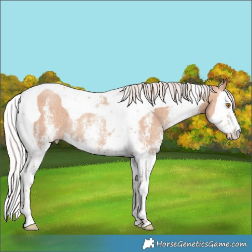 Horse Color:White Spotted Silver Classic Champagne Splash Tobiano Rabicano